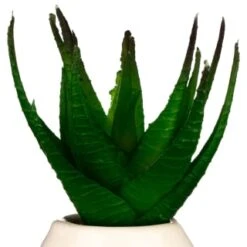 B&M Small Succulent -Home Discount Store 380107 small succulent 4