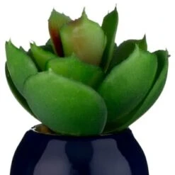 B&M Small Succulent -Home Discount Store 380107 small succulent 6