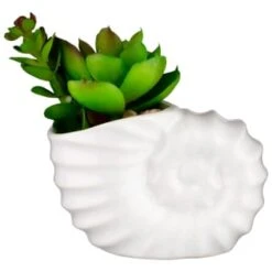 B&M Scandi Shore Small Shell Succulent -Home Discount Store 380110 small shell succulent