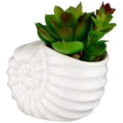 B&M Scandi Shore Small Shell Succulent -Home Discount Store 380110 small shell succulent 3