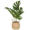B&M Cheese Plant In Seagrass -Home Discount Store 380244 cheese plant in seagrass pot