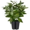 Bloom Basic Plant -Home Discount Store 392860 basic plant