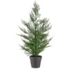 Bloom Conifer Tree In Plant Pot