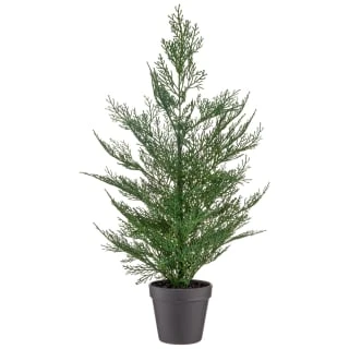 Bloom Conifer Tree In Plant Pot 3 Bloom Conifer Tree In Plant Pot