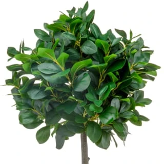 Bloom Premium Bay Tree 4 Bloom Premium Bay Tree - Image 2
