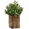 B&M Foliage In Seagrass Pot -Home Discount Store 394344 foliage in seagrass pot